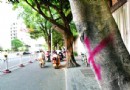 福建：三角井拓路60棵大树难保 市民称可惜