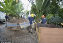 英国皇家植物园 世界最古老盆栽苏铁“搬家”