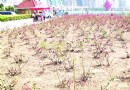 青岛：五四广场花坛10多天没浇水花枯人心疼