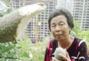厦门：30棵果树一夜间被腰斩 果农损失惨重