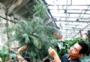 天津近日首次成功水培出南方树种“南洋杉”