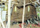 197岁的古树打“吊针”强身 全身穿衣为防晒