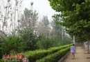 石家庄：西二环路百棵枯树 绿化带内的死林