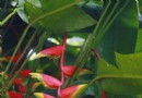 广西：名贵花卉蝎尾蕉—“富贵鸟”成功开花