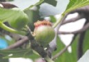 河南：一市民种植了10年的无花果树开出小花