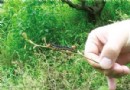 洪灾过后红头毛虫猛增 树木被啃成“光丫丫”