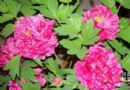 反季节牡丹走俏市场 洛阳万盆牡丹为祖国庆生