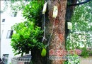 东莞最老古树菠萝蜜为了“呼吸”打“点滴”