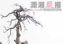 乡长为解民忧带头砍直径1.2米的干枯古树枝桠