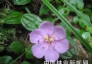 地稔——地被植物珍品 具广泛的开发应用价值