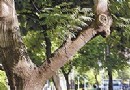 高雄一凤凰木树干有大眼睛外型神似“长颈鹿”