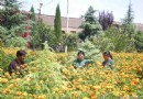 运城市新农村 金菊怒放迎国庆 在门口赏金菊