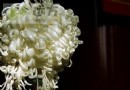 美丽的秋天来了 北京公园秋季赏菊地点指南