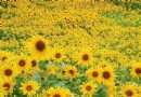 一起去看葵花节 湖南首届葵花文化节15日开幕