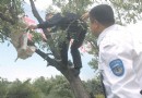 男子摘枣被制止 景观果树熟了摘还是不摘？