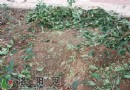 为取树籽折枝 国花路两侧女贞树遭“毁容”