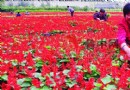 330万株鲜花20日前进城 国庆节城区将成花海