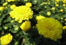 国庆节临近 国庆菊热销 花店绿植换成国庆菊