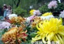 苏州拙政园秋菊飘香迎国庆营造祥和欢庆气氛