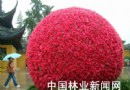 苏州商业街出现巨型花球 迎接祖国60岁生日