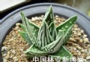 新品：“天使之泪”高贵典雅 深受大家欢迎