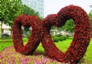 石家庄迎国庆街景玻璃海棠花圃组成甜蜜爱心