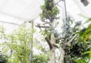 武汉植物园推出神奇植物展 欣赏热带雨林植物