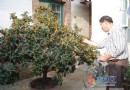 啤酒 茶水样样喝 40年桂花树花开两度迎国庆