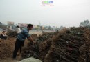菏泽：金秋时节国内牡丹销售日益火稳中有升