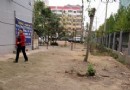 石市200余棵梧桐树被砍 到底修树还是毁树？