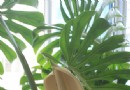 10年龟背竹一朝露花容 罕见程度胜过铁树