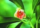 珍稀孩儿莲秋季首开花 或将形成一个新品种
