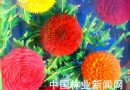 奇花异卉——七博会(山东展区)植物精彩特写