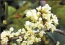 金秋游西湖 满陇“迟桂花” 花香飘洒满园