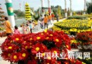 北京：世界花卉大观园 最大艺菊展人气十足