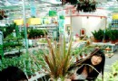 北京：玻璃容器组合盆栽花卉 受到市民的热捧