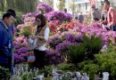 福州鲜花俏销海盐 开摊就迎来市民前来抢购