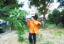 北京：小伙挥刀砍向路边小树 原为清除隐患