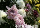 佳木斯市举办第二届菊花展 为城市增添色彩