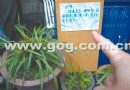 小区花草常被偷：还差多少 才能放满你家花园