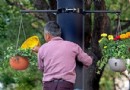 花儿为什么这样红 园林工人给空中花篮浇水