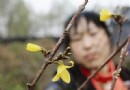 山西：迎春花“小阳春”乱了方寸 反季开花