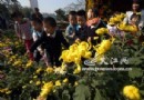 第二十一届南昌菊花展开幕 30万盆鲜花亮相