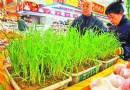 “盆景韭菜”亮相济南超市 打理方便好吃好看