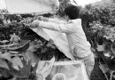 因供暖不及时 苗圃花木只能靠盖棉被来保温