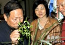 浙江永嘉县举行第九届兰花节暨精品寒兰品赏会