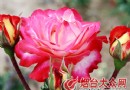 山东：“莱州月季”有了自己的“身份证”