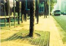 南京发明新技术：浇了透水混凝土树根也能呼吸