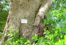 广西：十余年风雨侵蚀标牌 古树更换"护身符"