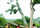 “见血封喉”被虫害放倒 伤口碰其即刻毙命